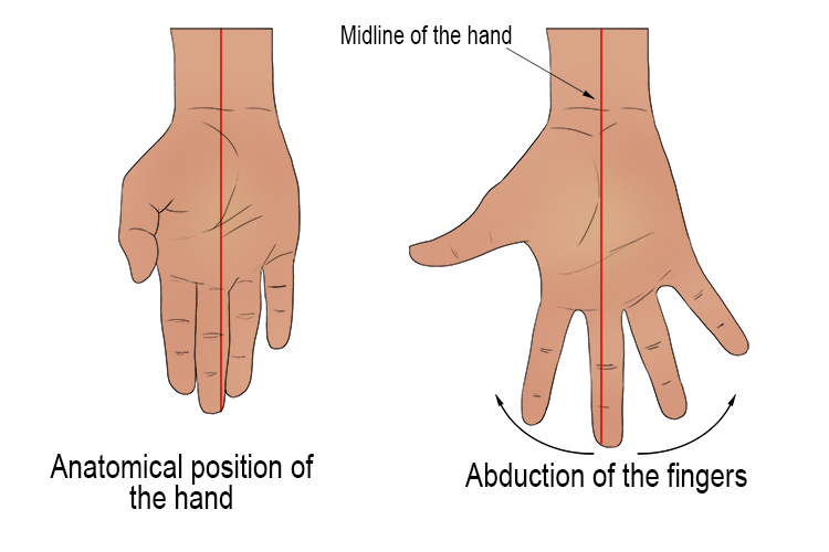 Finger abduction occurs when fingers move away from the midline of the body and in this case, as far as the hand is concerned the midline in the centre of the hand. 
